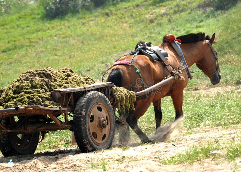 Cavalo De Trabalho Na Frente Do Celeiro Foto de Stock - Imagem de animal,  zoologia: 100606524