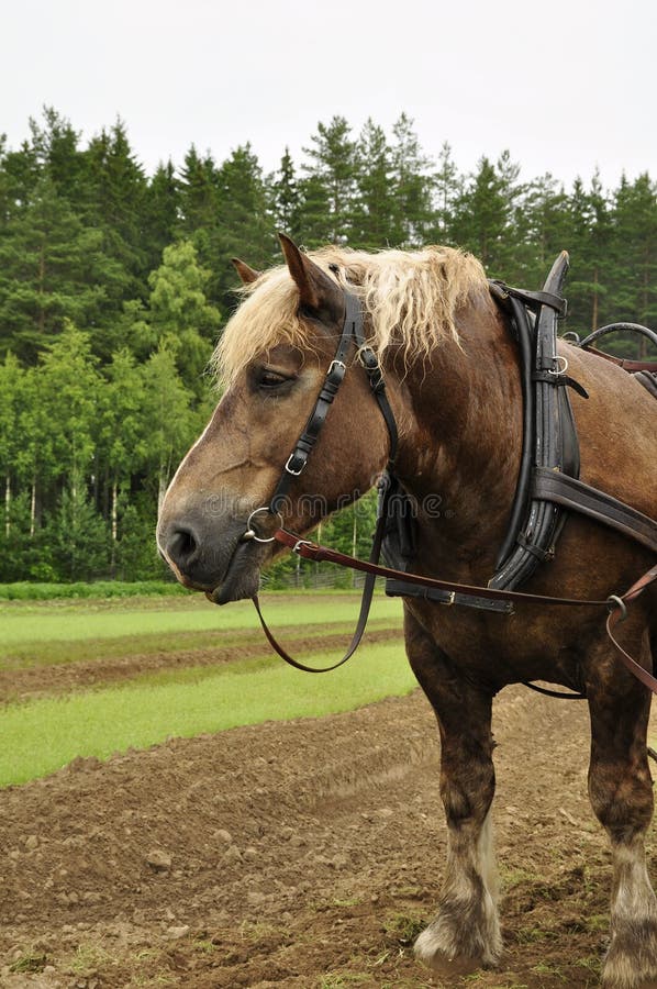 Cavalo De Trabalho Na Frente Do Celeiro Foto de Stock - Imagem de animal,  zoologia: 100606524