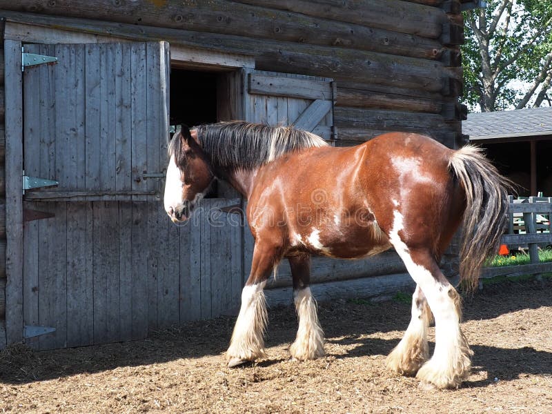 o quêe é cavalo com frente aberta?