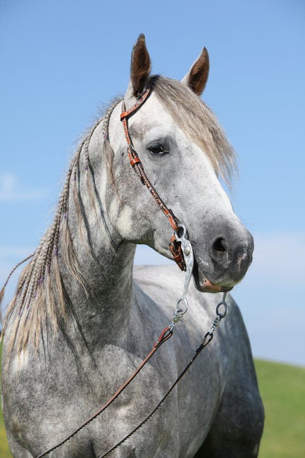 Cavalo De Um Quarto Cinzento Na Frente Do Céu Azul Imagem de Stock - Imagem  de forte, breio: 30679185