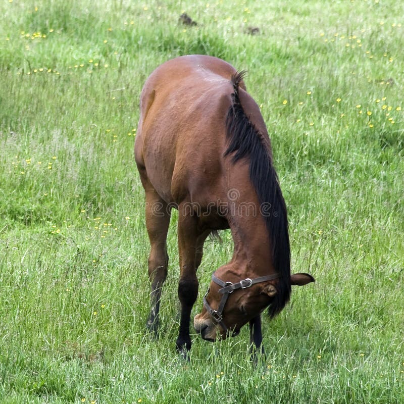 Face do cavalo imagem de stock. Imagem de fazenda, animal - 7335957