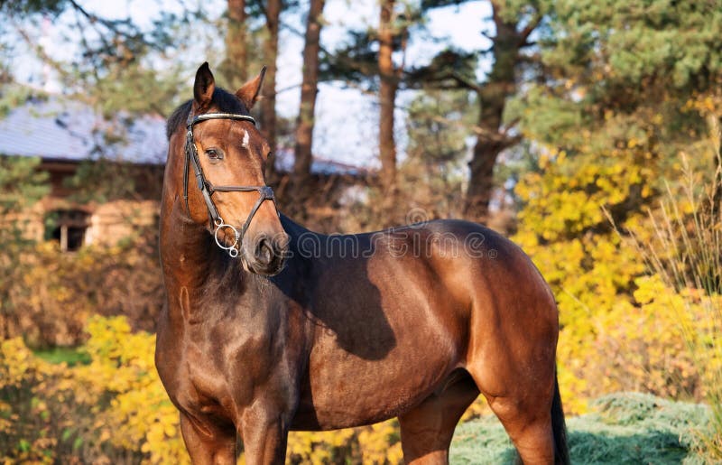 Cavalo desportivo do warmblood do retrato que levanta no lugar agradável imagem de stock royalty free Cavalo desportivo do warmblood do retrato que levanta no lugar agradável imagem de stock royalty free