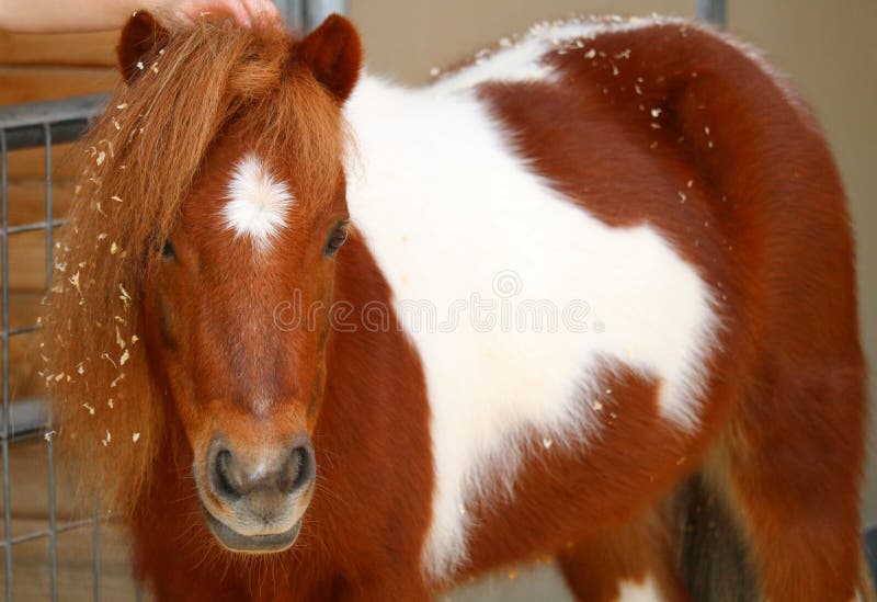 Foto De Stock Cavalo Miniatura American Empinando, Royalty-Free