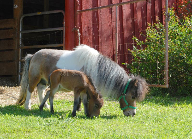 Foto De Stock Cavalo Miniatura American Empinando, Royalty-Free