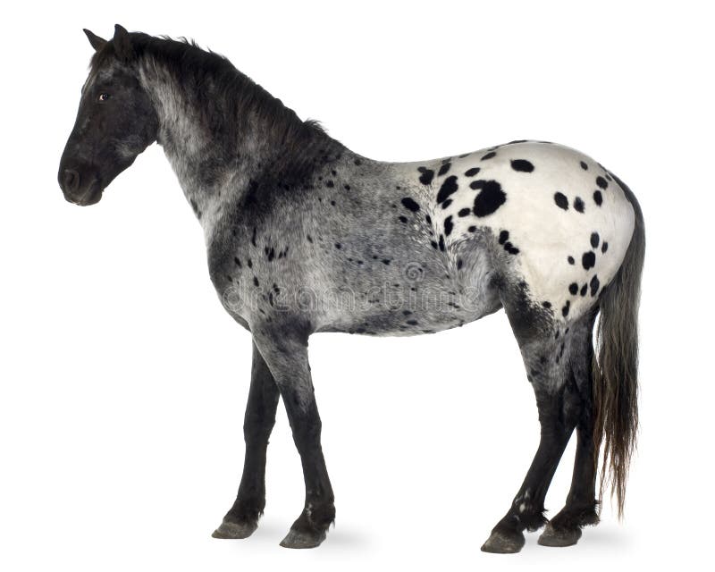 Cavalo Que Olha Para Trás Na Frente Do Fundo Branco Foto Royalty Free,  Gravuras, Imagens e Banco de fotografias. Image 18179625