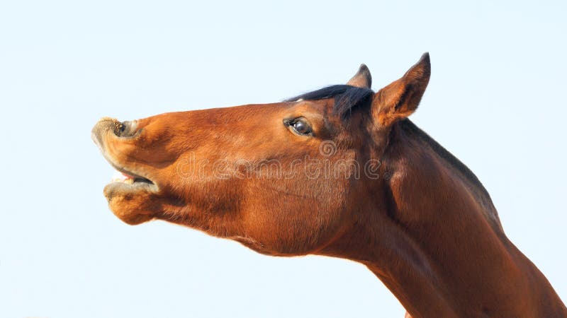 Cavalo no freio sorrindo closeup