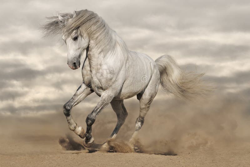 Cavalo do cinza de prata no deserto imagens de stock Cavalo do cinza de prata no deserto imagens de stock