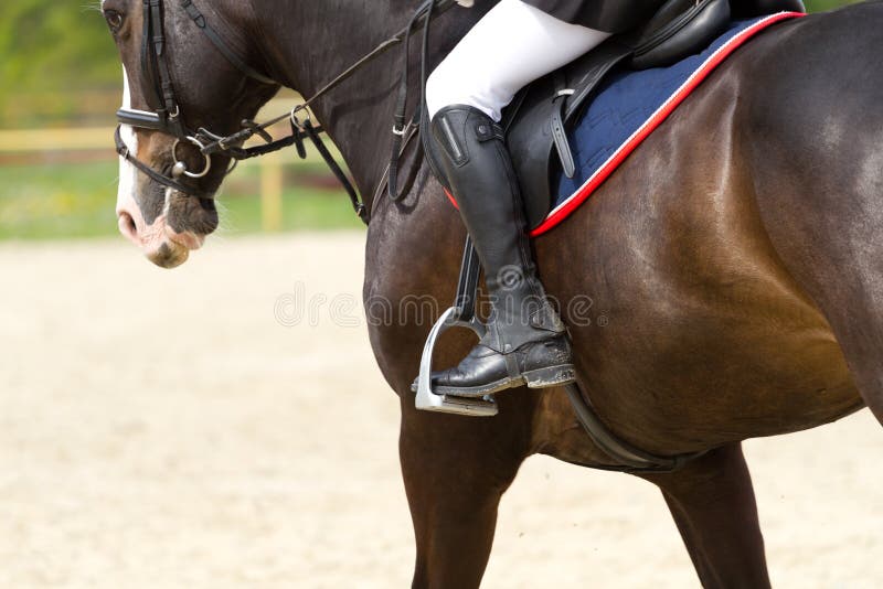 Meia Cara Do Cavalo Branco Que Olha Para a Frente No Salto Da Mostra Ou Na  Competição Do Adestramento, Fundo Verde Do Borrão Imagem de Stock - Imagem  de equestre, vestimenta: 103675209