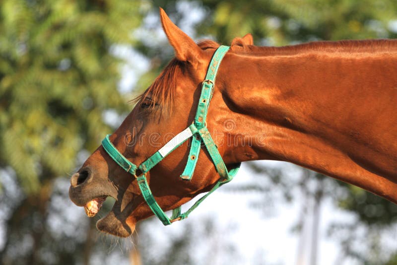 Cavalo rindo engraçado com olhos castanhos pretos e focinho