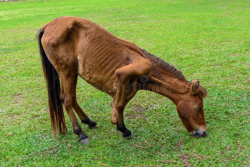 Cavalo do pé quebrado que come a grama imagens de stock royalty free Cavalo do pé quebrado que come a grama imagens de stock royalty free