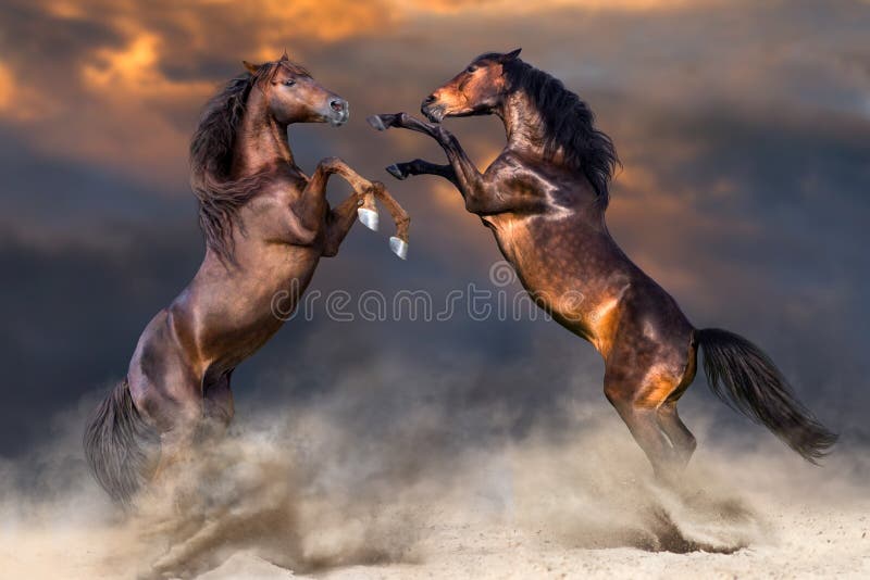 Jogo vermelho do cavalo foto de stock. Imagem de divertimento - 49806264