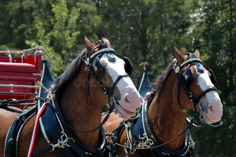 Cavalo e charrete imagem de stock