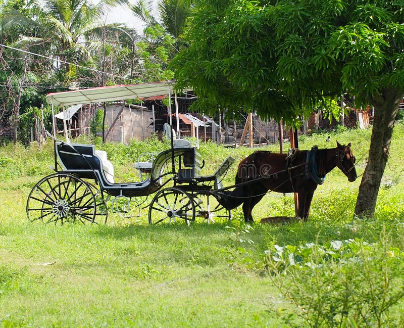 Cavalo De Trabalho Na Frente Do Celeiro Foto de Stock - Imagem de animal,  zoologia: 100606524