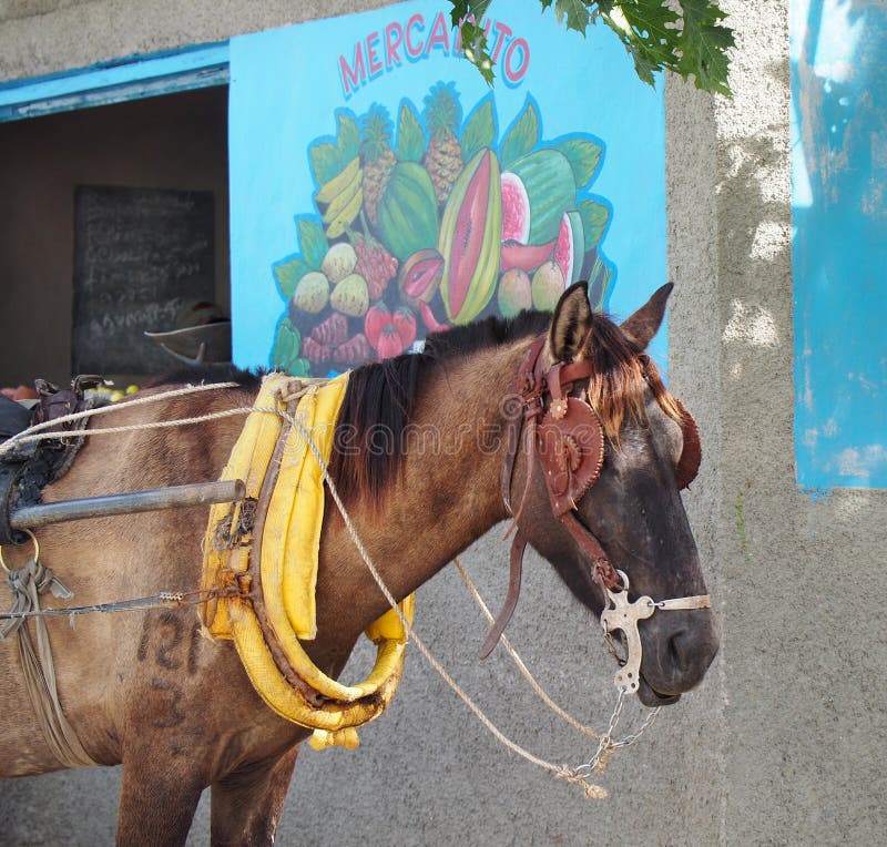 Cavalo De Trabalho Na Frente Do Celeiro Foto de Stock - Imagem de animal,  zoologia: 100606524