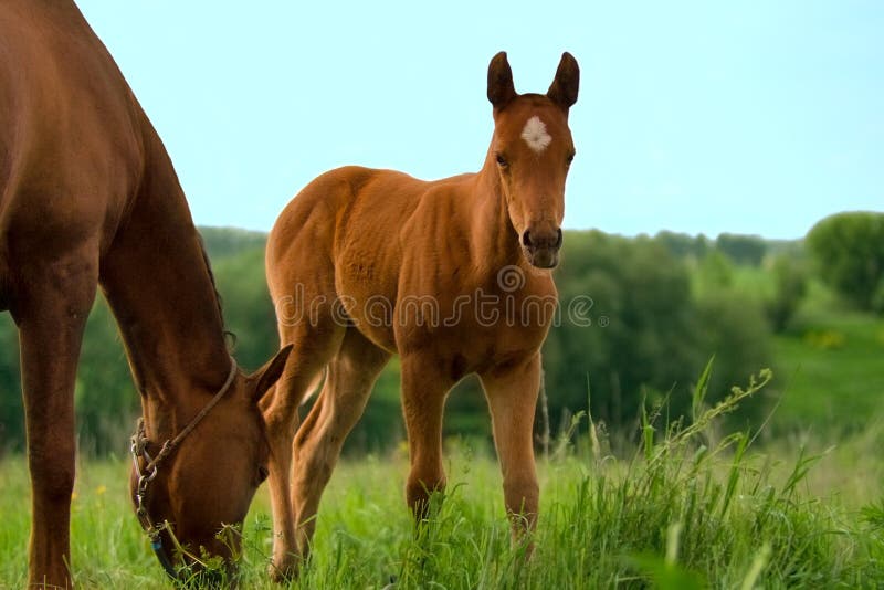 Cavalo Novo Com Boca Aberta Imagem de Stock - Imagem de sorriso, selvagem:  31668367