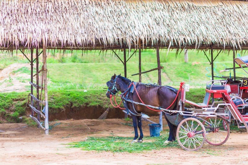 Cavalo e um transporte velho bonito na explora??o agr?cola velha fotos de stock Cavalo e um transporte velho bonito na explora??o agr?cola velha fotos de stock
