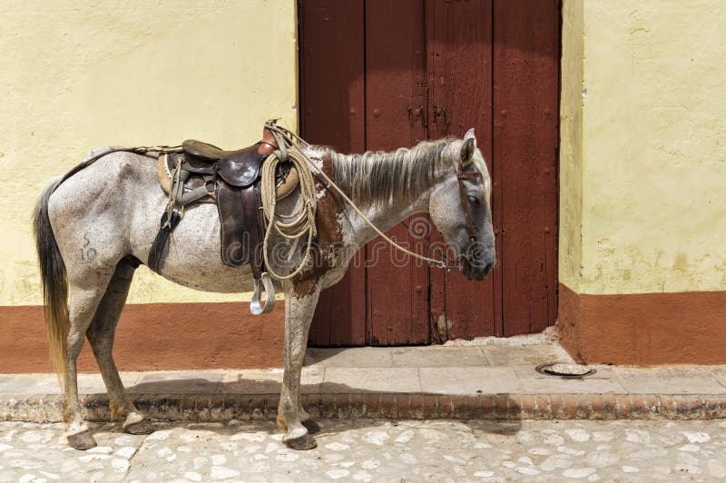 Cavalo em Trinidad, Cuba fotografia de stock royalty free Cavalo em Trinidad, Cuba fotografia de stock royalty free