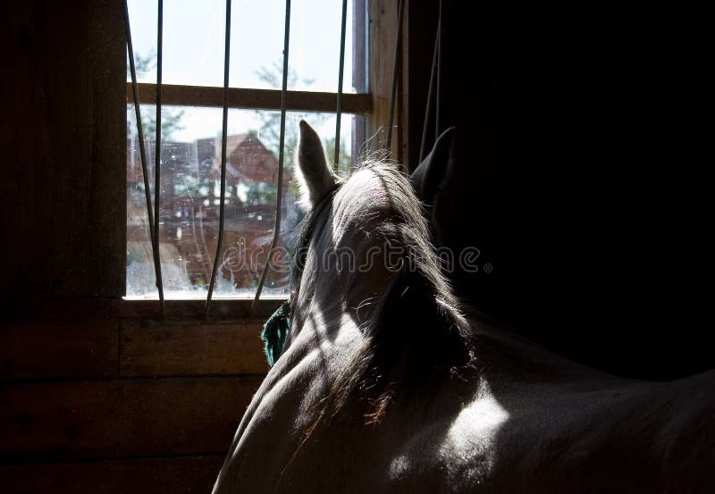 Cavalo De Trabalho Na Frente Do Celeiro Foto de Stock - Imagem de animal,  zoologia: 100606524