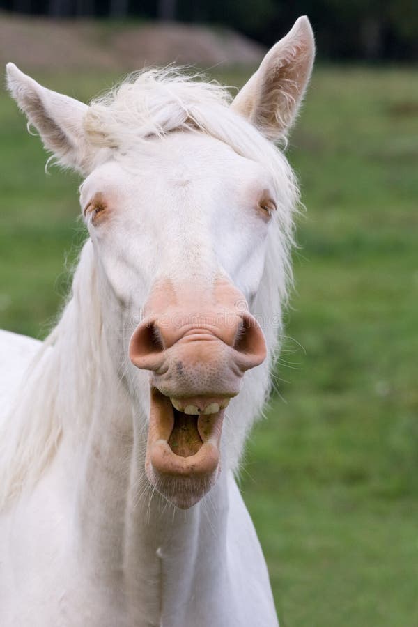 Cavalo Novo Com Boca Aberta Imagem de Stock - Imagem de sorriso, selvagem:  31668367