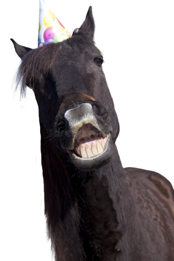 140 ideias de Cavalos sorrindo  cavalos, cavalos engraçados