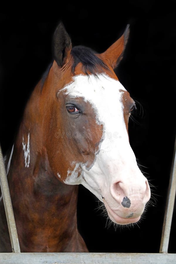 Cavalo indiano manchado imagem de stock Cavalo indiano manchado imagem de stock