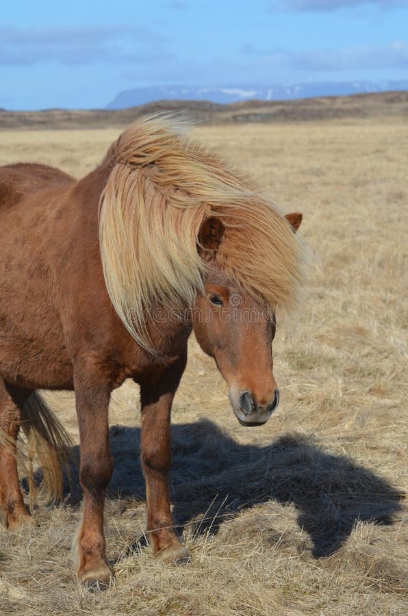 Cavalo Sorrindo Em Campos Islandeses Foto de Stock - Imagem de