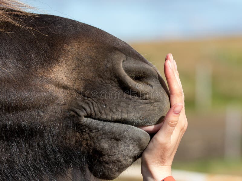 Foto de Cavalo Engraçado Branco Feliz Sorrindo Dentes A Rir e mais