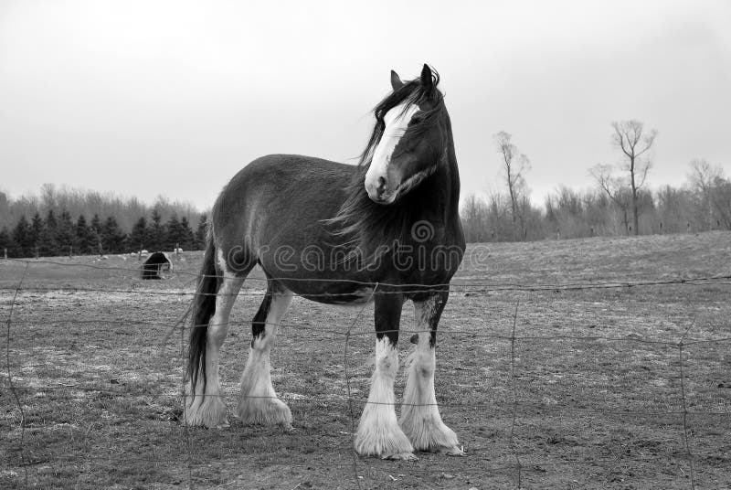 Cavalo majestoso de Clydesdale