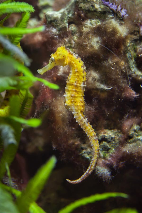 Longsnout cavalo-marinho ou Slender cavalo-marinho, Hippocampus reidi  amarelado, na frente de fundo branco fotos, imagens de © lifeonwhite  #10900562