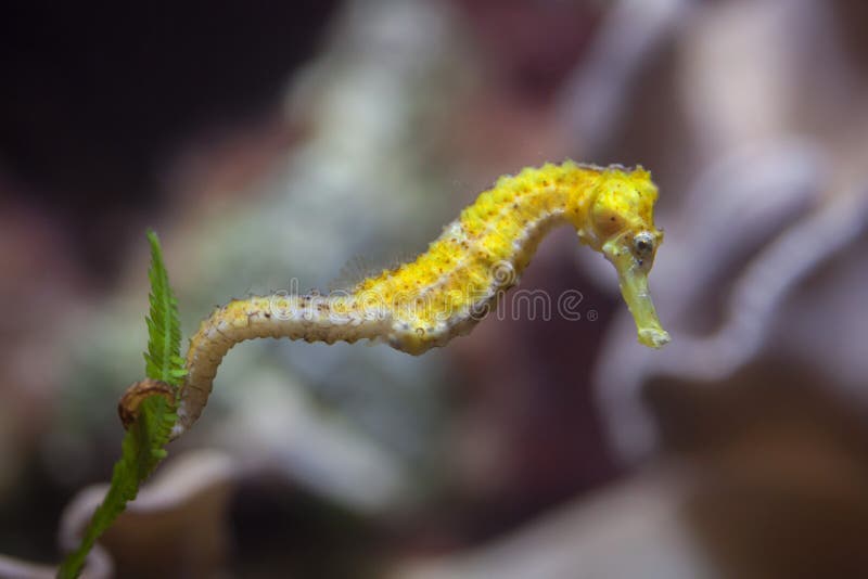 Longsnout cavalo-marinho ou Slender cavalo-marinho, Hippocampus reidi  amarelado, na frente de fundo branco fotos, imagens de © lifeonwhite  #10900562