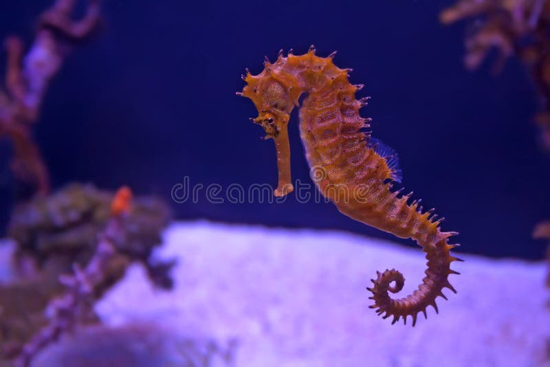 Longsnout cavalo-marinho ou Slender cavalo-marinho, Hippocampus reidi  amarelado, na frente de fundo branco fotos, imagens de © lifeonwhite  #174297564