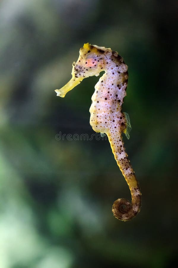 Longsnout cavalo-marinho ou Slender cavalo-marinho, Hippocampus reidi  amarelado, na frente de fundo branco fotos, imagens de © lifeonwhite  #10900556
