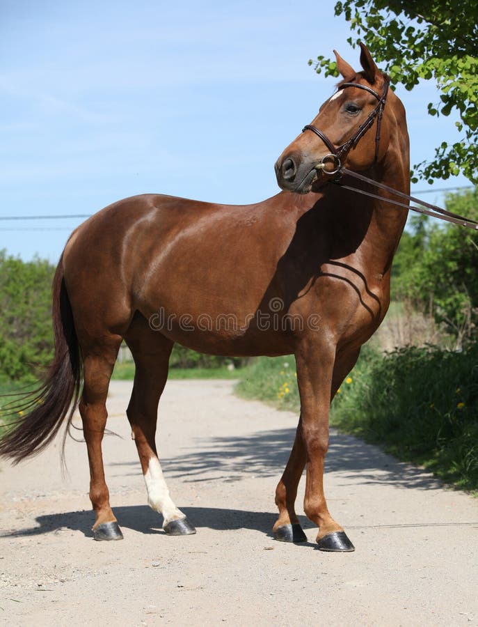 Cavalo à Frente De Uma árvore Foto de Stock - Imagem de marrom, cavalo:  179065984
