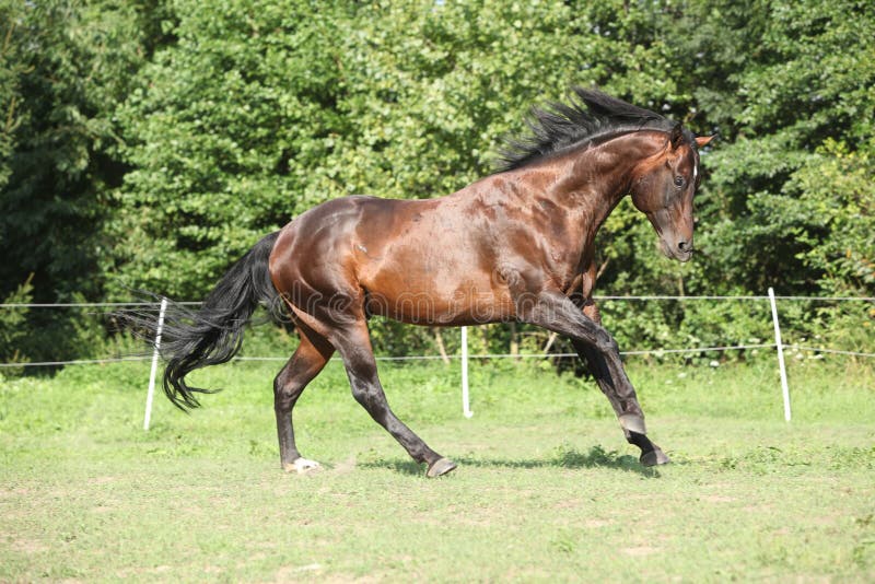 Cavalo à Frente De Uma árvore Foto de Stock - Imagem de marrom, cavalo:  179065984