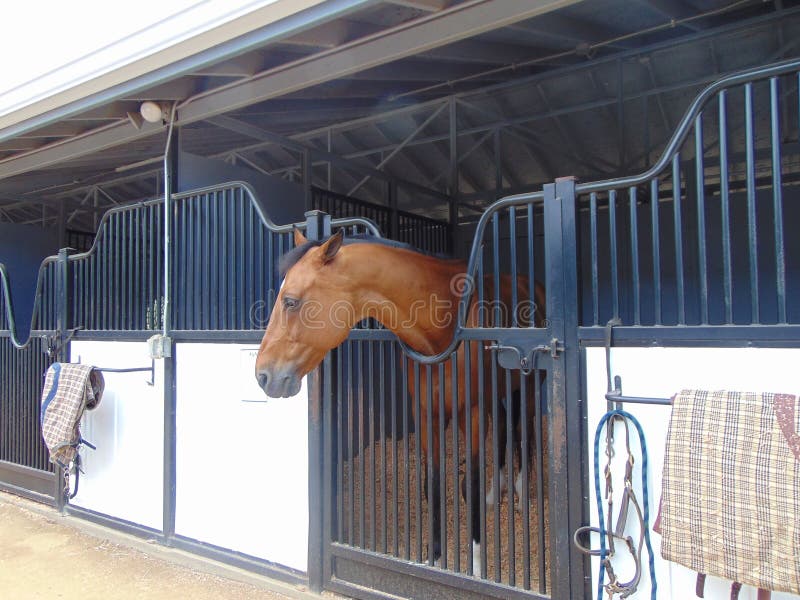 Garanhão cavalo árabe cavalo equestre máscara de cabeça, cavaleiro