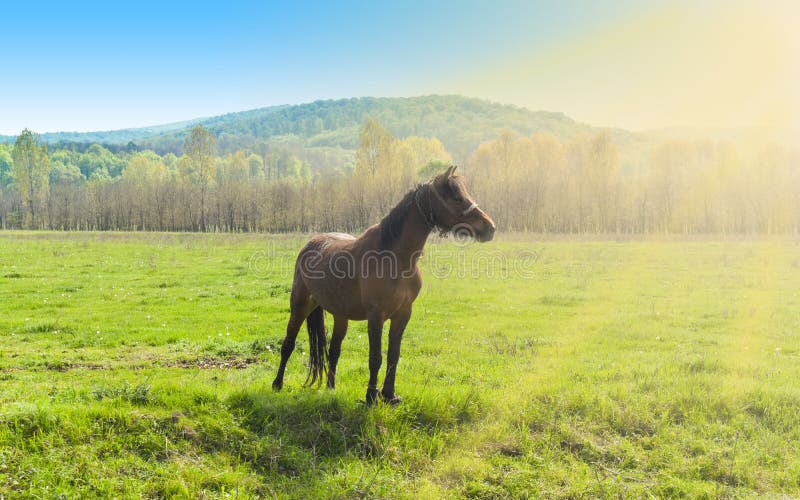 Cavalo marrom bonito que est? apenas no campo verde em um dia de ver?o ensolarado fotografia de stock royalty free Cavalo marrom bonito que est? apenas no campo verde em um dia de ver?o ensolarado fotografia de stock royalty free