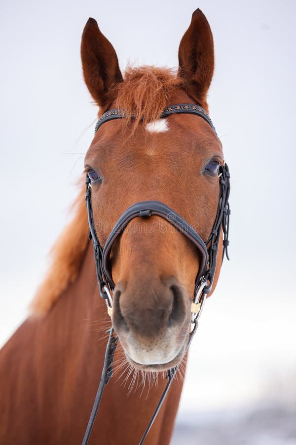 Foto de Frente Da Cabeça De Cavalo e mais fotos de stock de Cavalo