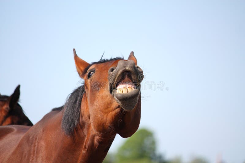 Cavalo Novo Com Boca Aberta Imagem de Stock - Imagem de sorriso, selvagem:  31668367