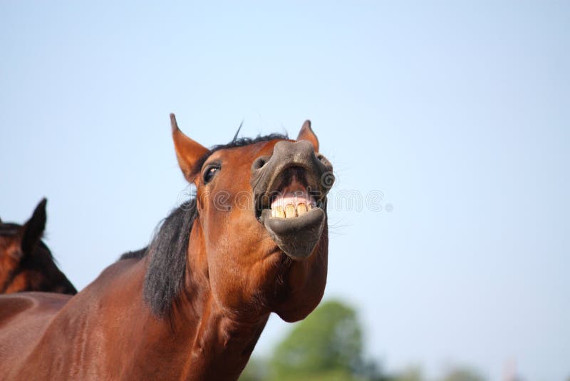 Cavalo imagem de stock. Imagem de cara, narina, fazenda - 6029893