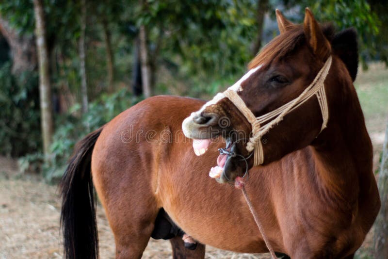 Cavalo rindo engraçado com olhos castanhos pretos e focinho