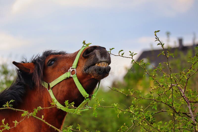 Dentes Cavalo Engraçado - Foto gratuita no Pixabay - Pixabay