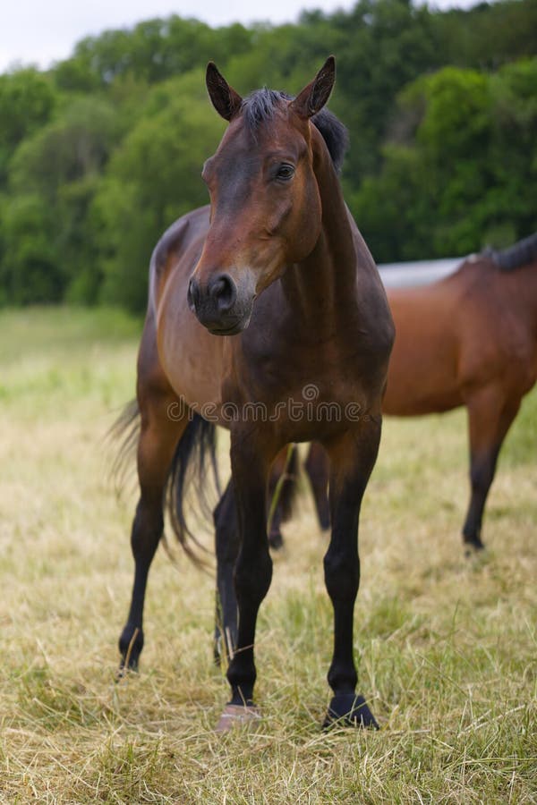 Foto de Lindo Cavalo De Criação e mais fotos de stock de Cavalo