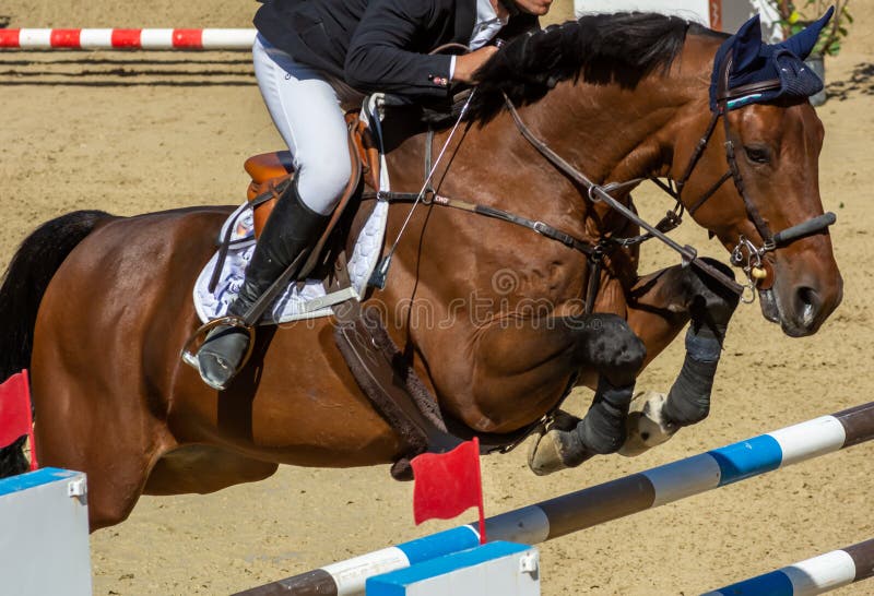 Foto de Cavalo Pulando Obstáculos Durante O Treinamento De Escola