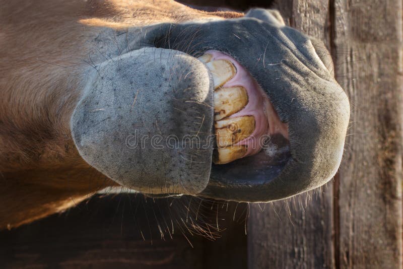 Cavalo sorrindo e mostrando dentes — Contexto, Luz do dia - Stock