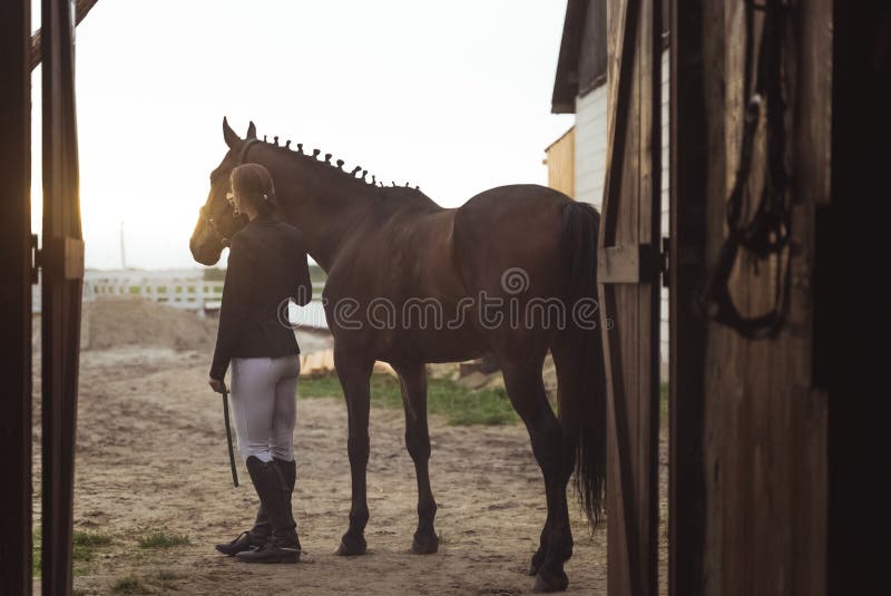 Fundo Cavalo De Frente Para A Câmera Na Frente De Um Estábulo Escuro Fundo,  Foto Do Animal Imagem de plano de fundo para download gratuito