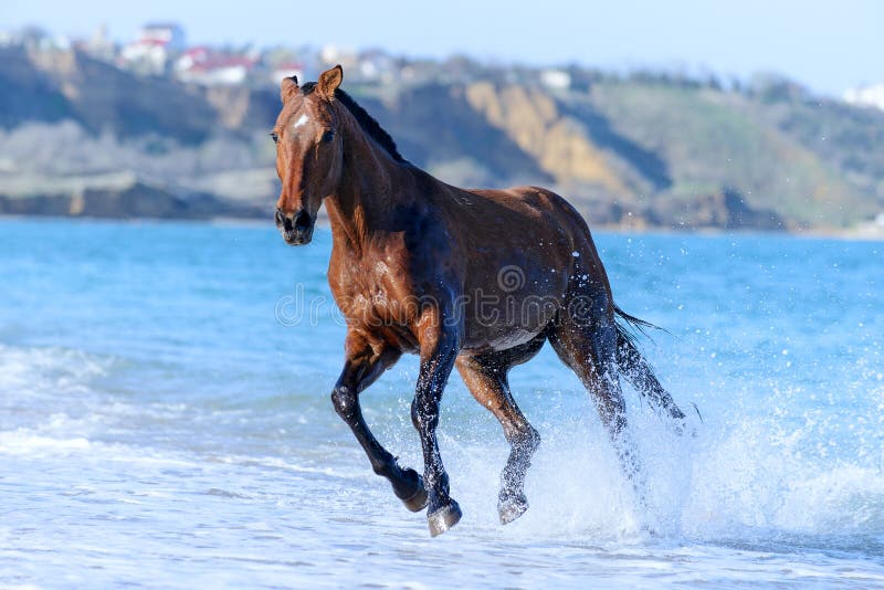 Jogo Marrom Selvagem Do Cavalo Na água Foto de Stock - Imagem de homem,  pântano: 143143582