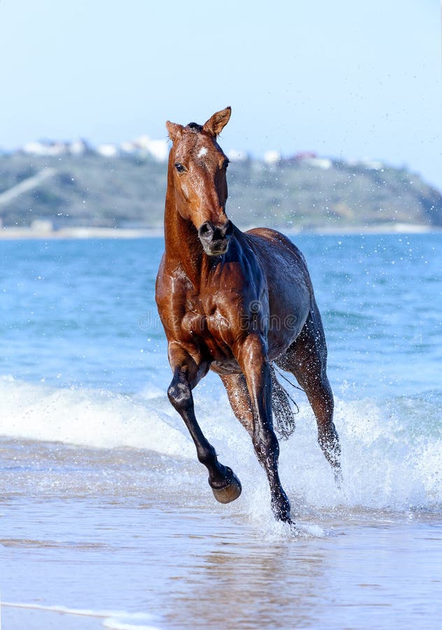 Jogo Marrom Selvagem Do Cavalo Na água Foto de Stock - Imagem de homem,  pântano: 143143582