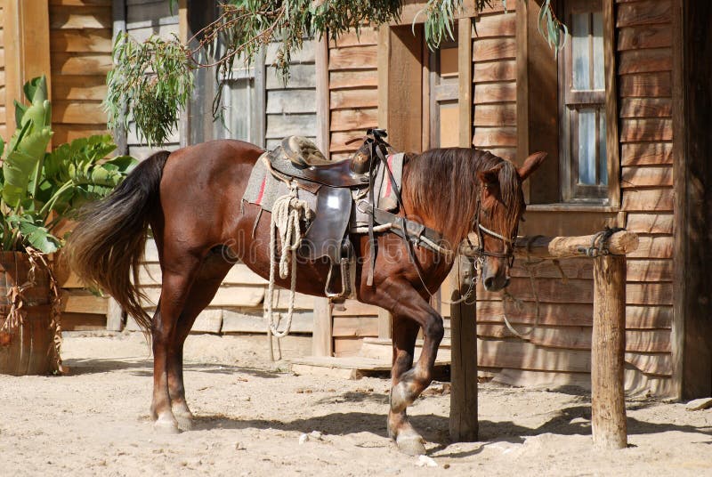 Fundo Cavalo De Frente Para A Câmera Na Frente De Um Estábulo Escuro Fundo,  Foto Do Animal Imagem de plano de fundo para download gratuito