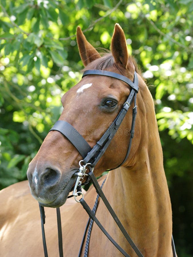 Cavalo cavalgando na bahia imagem editorial. Imagem de freio