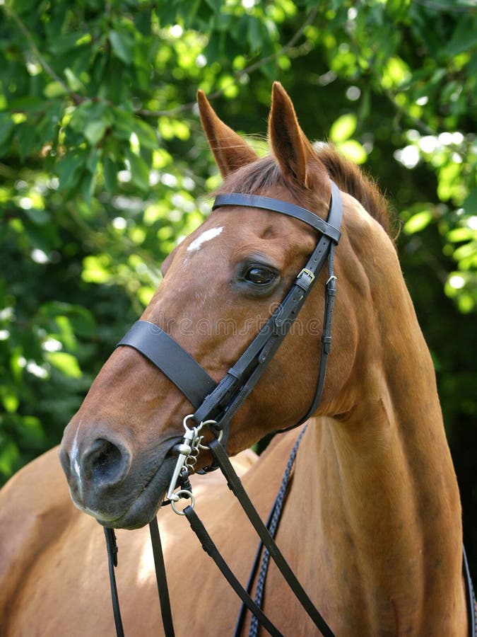 Cavalo cavalgando na bahia imagem editorial. Imagem de freio